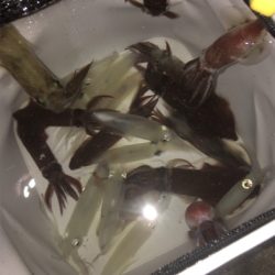 雨上がりのヒイカ爆釣☆GUNNING-STYLE