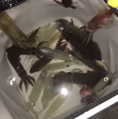 雨上がりのヒイカ爆釣☆GUNNING-STYLE