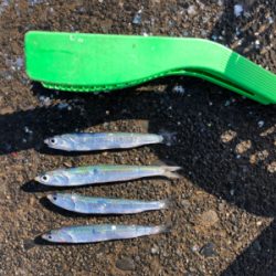 吉田港で片口イワシ大漁!