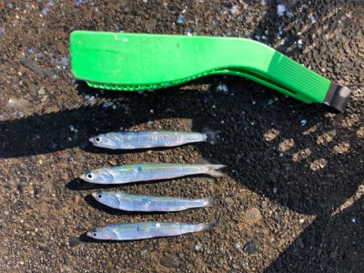 吉田港で片口イワシ大漁!