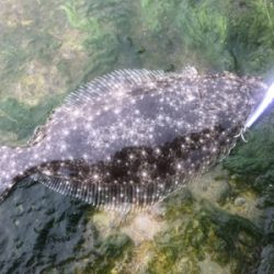 館山 フラットフィッシュ