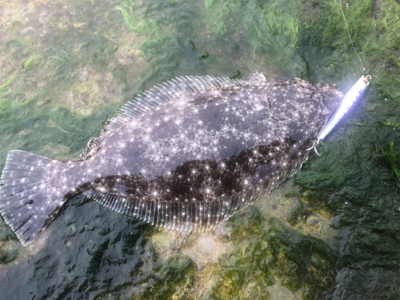 館山 フラットフィッシュ