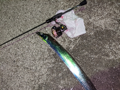 南房総 タチング