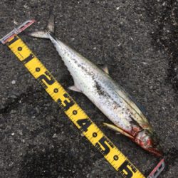 初サワラ＆アジング