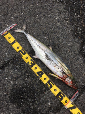 初サワラ＆アジング