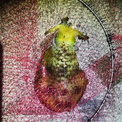 アオリイカ好調