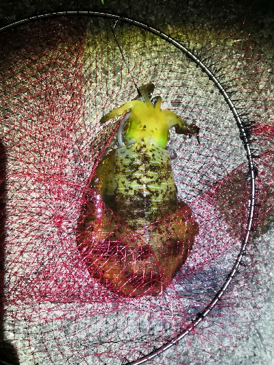 アオリイカ好調