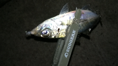 ナイトアジング