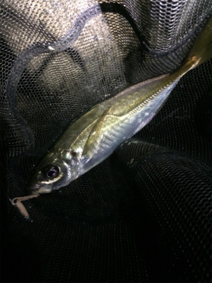 久しぶりの短時間決戦