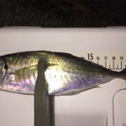 良型アジとチビメバル