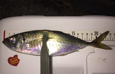 良型アジとチビメバル