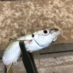 アジ釣り