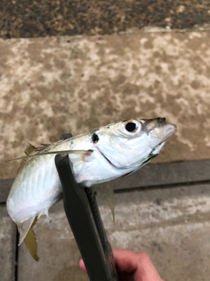 アジ釣り