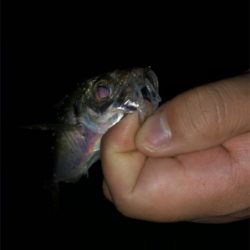 アジングテスト行ってきました。