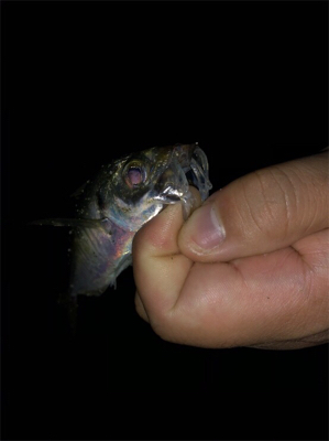 アジングテスト行ってきました。