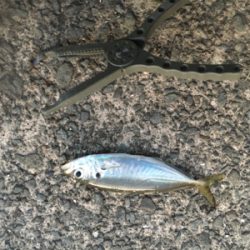 大漁アジング