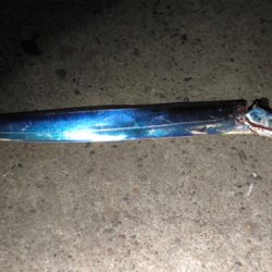 久しぶりのタッチー調査