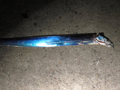 久しぶりのタッチー調査