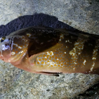 アコウが釣れた！