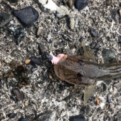 ハゼ とほかに収穫あり