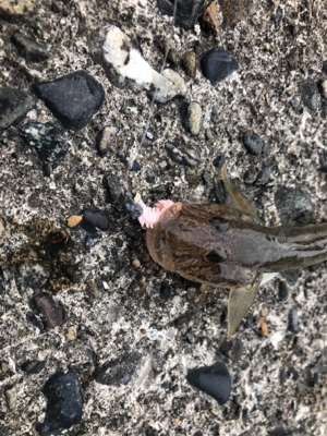 ハゼ とほかに収穫あり