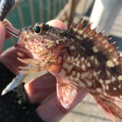 デイでライトゲーム