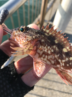 デイでライトゲーム