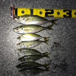 外海アジング練習