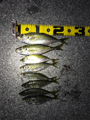 外海アジング練習