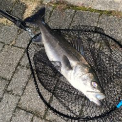 久々、都市型河川シーバスゲーム