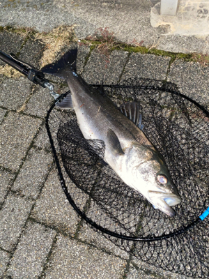 久々、都市型河川シーバスゲーム