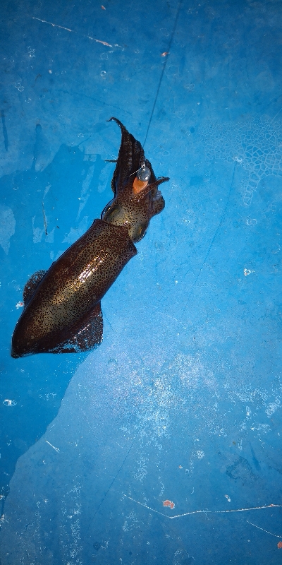 アジング練習 81