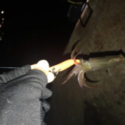 寒い中でのヒイカ釣りσ(^_^;)