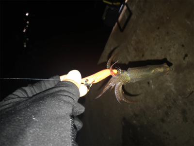 寒い中でのヒイカ釣りσ(^_^;)