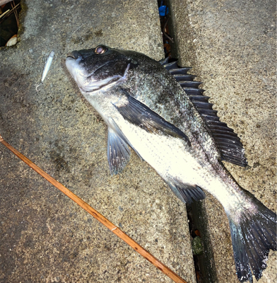 アジとメバル調査