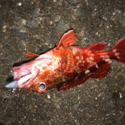 ガシリング成功^_^♪