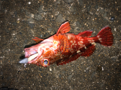 ガシリング成功^_^♪