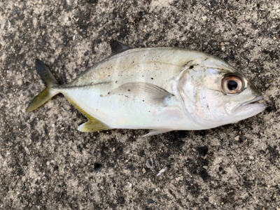 芦屋浜 ショアジギ
