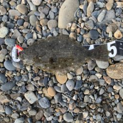 今年初ヒラメ( ^ω^ )