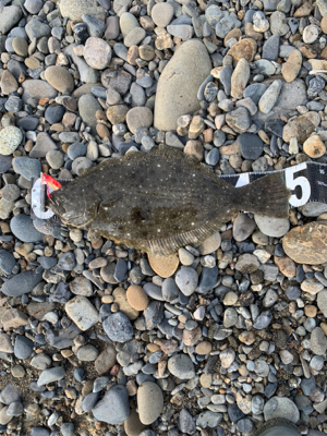 今年初ヒラメ( ^ω^ )