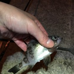 メバル夜釣り