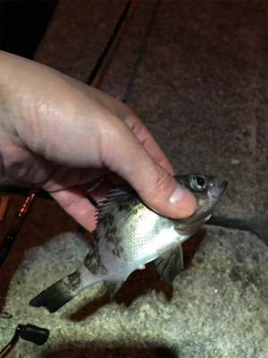 メバル夜釣り