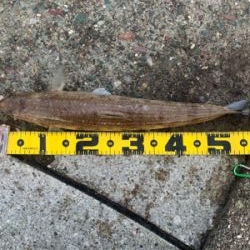 ヤズのち巨エソ