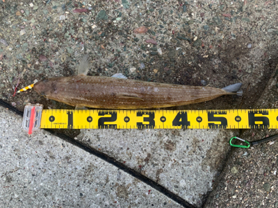 ヤズのち巨エソ