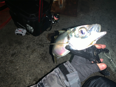 デカすぎ（バーサー）アジング