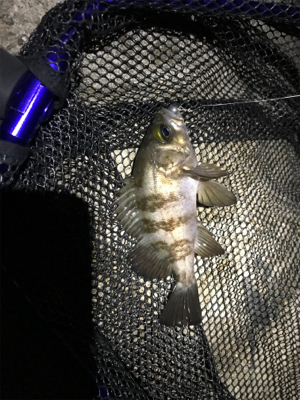 連日のアジング