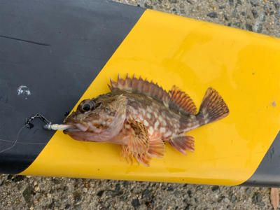 本命とは違うけど…