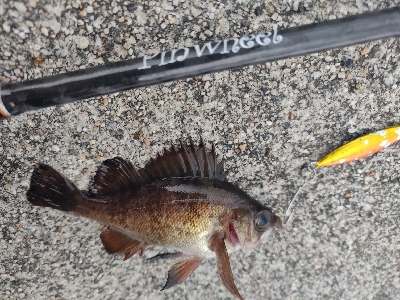 キジハタとメバル