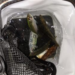 アジ･アジ･小アジ