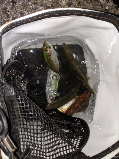 アジ･アジ･小アジ